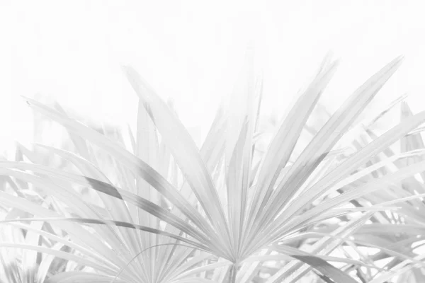 Weicher Fokus des Blattes Natur Hintergrund, Schwarz-Weiß-Ton — Stockfoto