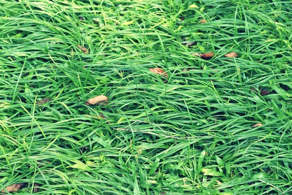 Iarbă verde textură dintr-un câmp — Fotografie, imagine de stoc