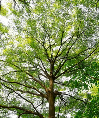 Güneşli bir günde yeşil orman arka planı