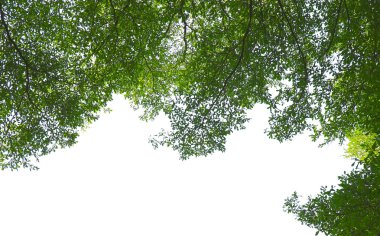 Güneşli bir günde yeşil orman arka planı