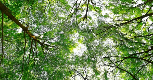 Green forest background in a sunny day — Stock Photo, Image