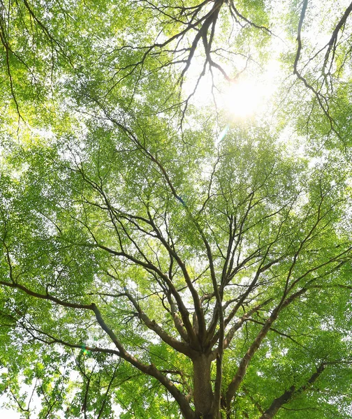 Güneşli bir günde yeşil orman arka planı — Stok fotoğraf