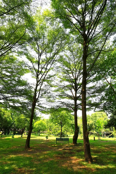 Groene bos achtergrond in een zonnige dag — Stockfoto