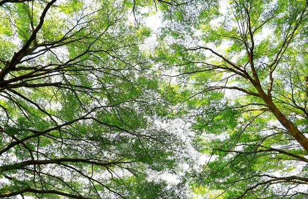 Зеленый лесной фон в солнечный день — стоковое фото