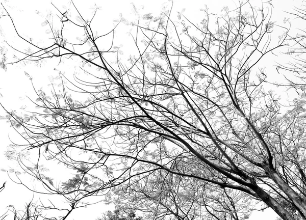 Ramos de árvores no fundo branco — Fotografia de Stock