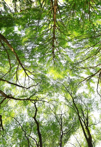 Fondo del bosque verde en un día soleado — Foto de Stock