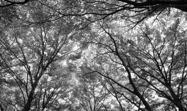 Yeşil orman arka planda güneşli bir gün, tarzı siyah ve beyaz