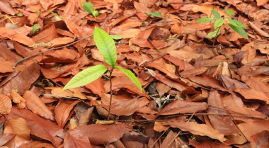 Kuru arasında büyüyen yeşil bitki yaprakları