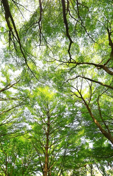 Fondo del bosque verde en un día soleado —  Fotos de Stock