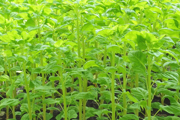 Nahaufnahme von Celosia cristata oder Hahnenkammpflanze — Stockfoto