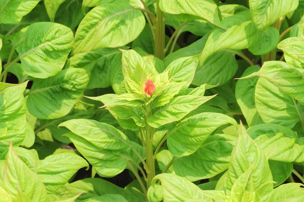 Nahaufnahme von Celosia cristata oder Hahnenkammpflanze — Stockfoto