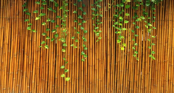 Plantas em uma parede de bambu — Fotografia de Stock
