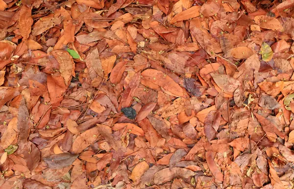 Dry leaf with autumn — Stock Photo, Image