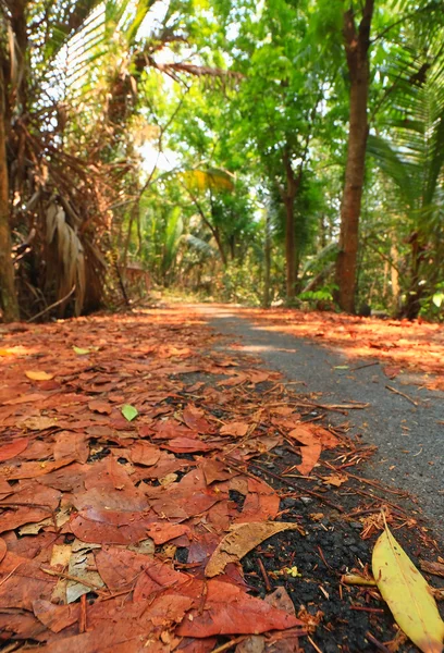 Gün boyunca sonbaharda yolun