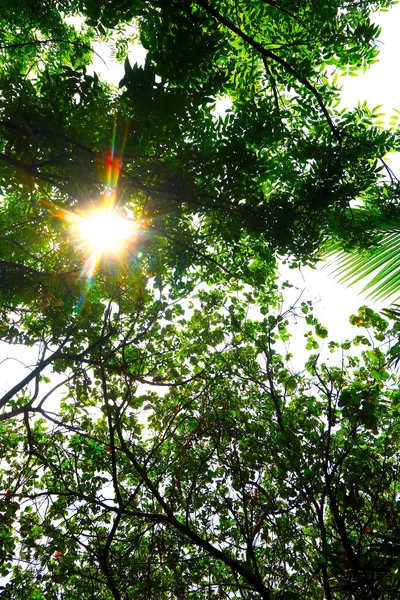 Grüner Waldhintergrund an einem sonnigen Tag — Stockfoto