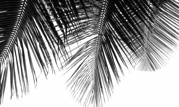 Leaves of coconut tree isolated on white background ,Style black and white — Stock Photo, Image