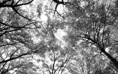 Yeşil orman arka planda güneşli bir gün, tarzı siyah ve beyaz