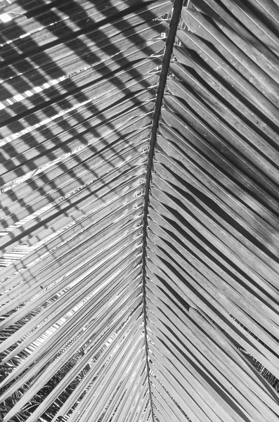 Ramo de palmeira contra a luz na praia tropical, Estilo preto e branco — Fotografia de Stock