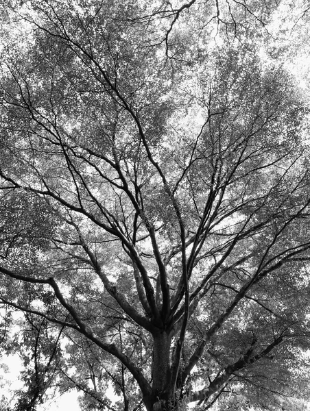 Verde floresta fundo em um dia ensolarado, Estilo preto e branco — Fotografia de Stock