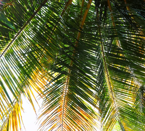 Hindistan cevizi ağacı yaprakları