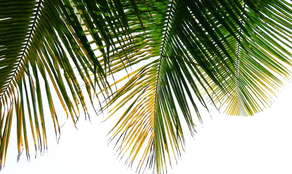Листя кокосового дерева ізольовані на білому тлі — стокове фото