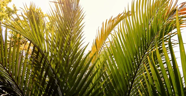 椰子叶背景 — 图库照片