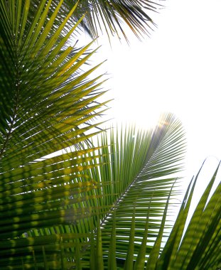 Palmiye ağacı dalı ışığa karşı