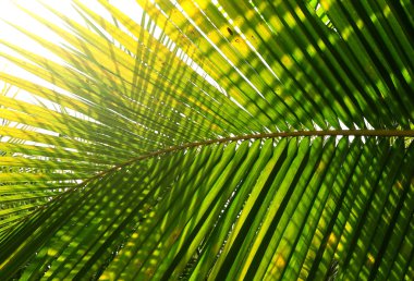 Palmiye ağacı dalı ışığa karşı