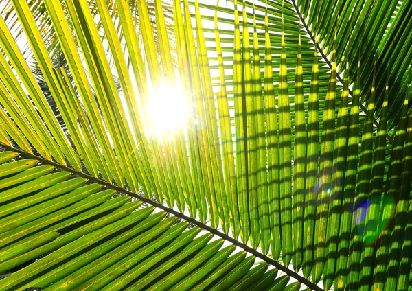 De vertakking van de beslissingsstructuur van Palm tegen het licht — Stockfoto