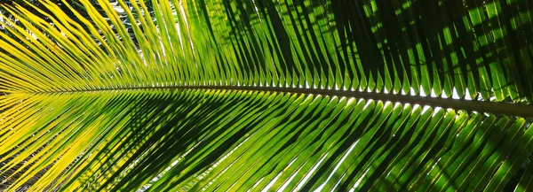 Leaves of coconut tree — Stock Photo, Image