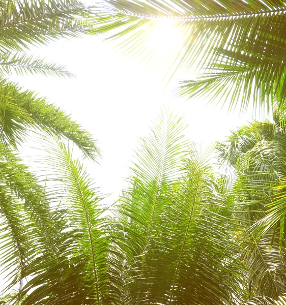 Ramo de palmeira contra a luz na praia tropical . — Fotografia de Stock