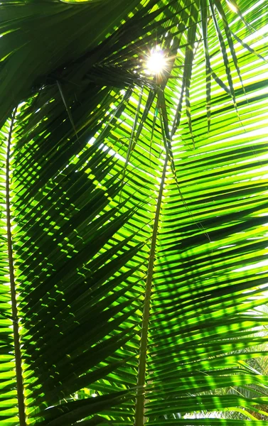 Palm trädgren mot ljuset på den tropiska stranden. — Stockfoto