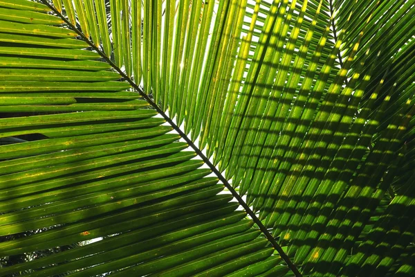 Leaves of coconut tree — Stock Photo, Image