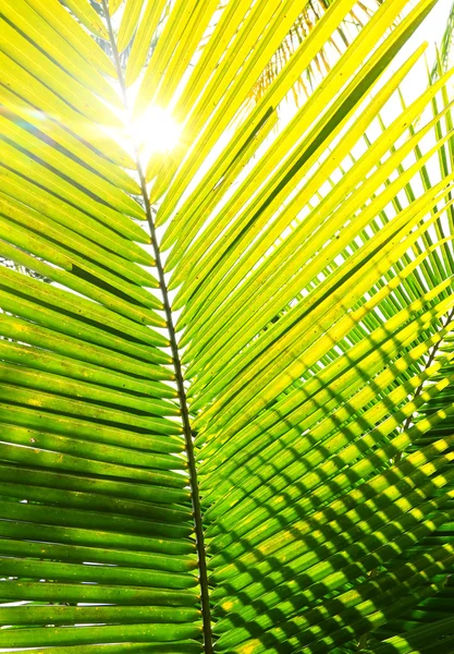 Palm tree branch against the light — Stock Photo, Image