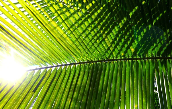 Ветка пальмы против света — стоковое фото