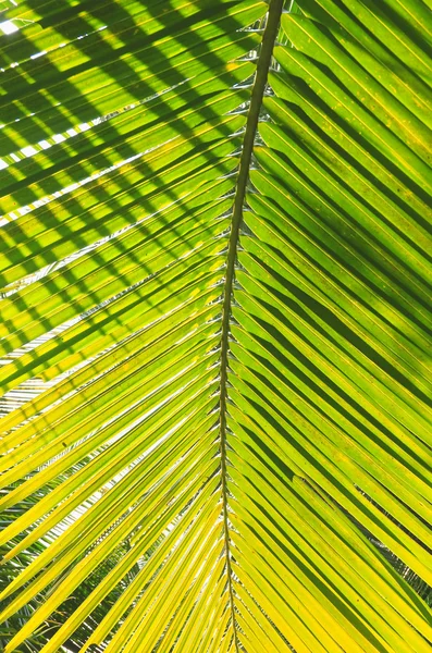 De vertakking van de beslissingsstructuur van Palm tegen het licht op het tropische strand — Stockfoto