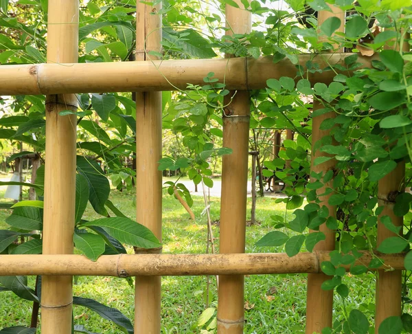 Daisy berkas dan pagar bambu sebagai latar belakang — Stok Foto