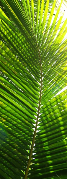 Palm tree branch against the light — Stock Photo, Image