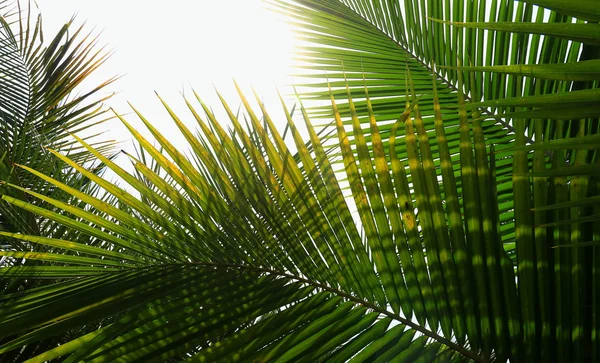 Palm trädgren mot ljuset på den tropiska stranden — Stockfoto