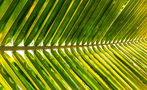 Palm trädgren mot ljuset — Stockfoto