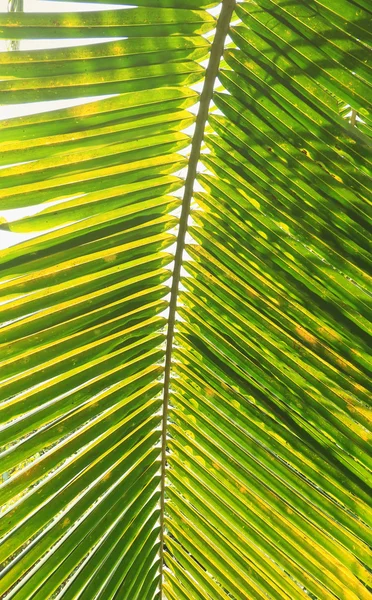 Palm tree branch against the light — Stock Photo, Image