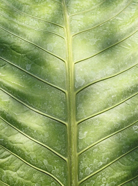 Πράσινο φύλλο υφή με φως — Φωτογραφία Αρχείου