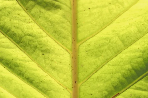 Zielony liść tekstura światłem — Zdjęcie stockowe