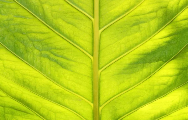 Zielony liść tekstura światłem — Zdjęcie stockowe