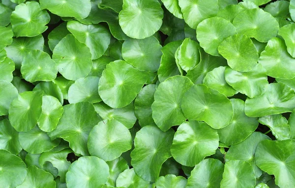 Fondo de hoja verde — Foto de Stock