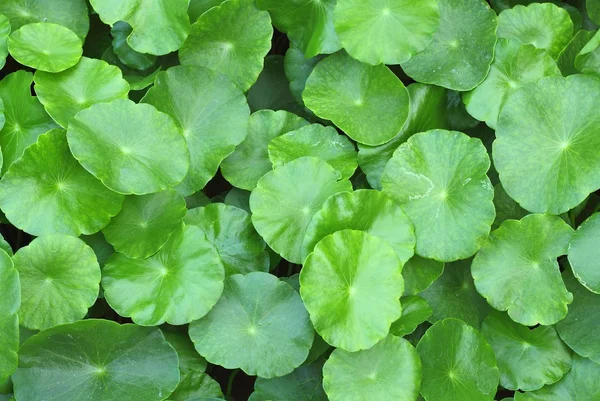 Fondo de hoja verde — Foto de Stock