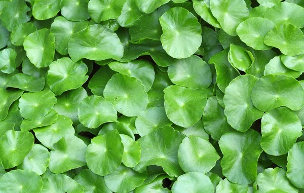 yaprak yeşil arka plan