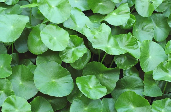 Fondo de hoja verde — Foto de Stock