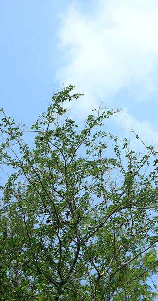 Groene bos achtergrond in een zonnige dag — Stockfoto