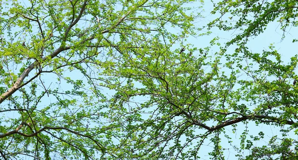 Groene bos achtergrond in een zonnige dag — Stockfoto